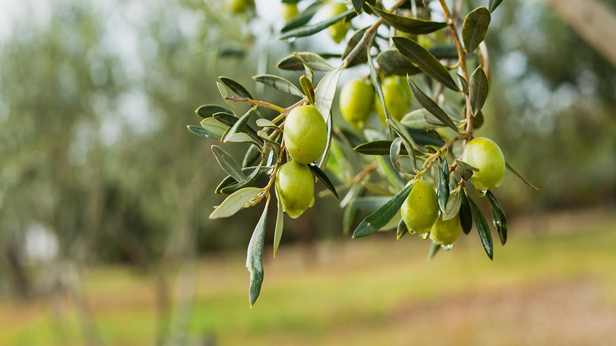 How to Grow an Olive Tree - Grow Organic